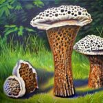 morel-mushrooms