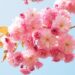 cherry-blossom-ge9ef169f0_640