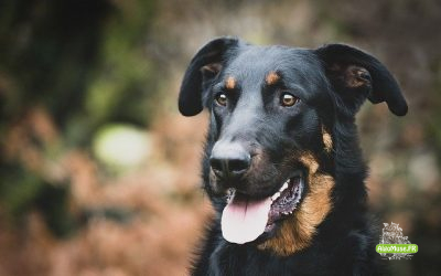 L’enterrement du chien > @algo