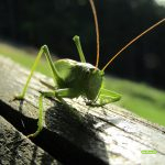 insect-3252179_640-d9587c0c