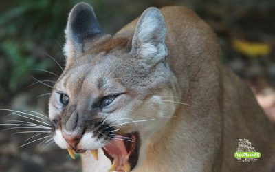 Le cougar et le cheval > @algo