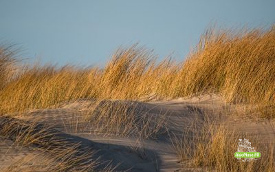 Les dunes @melanie