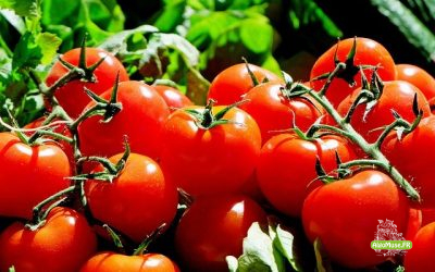 Le Marquis et les tomates (hommage à Yan Romair : “Le marquis et les fraises”) [ @algo ]