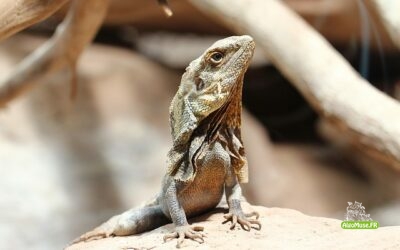 Le caméléon qui ne changeait pas de couleur