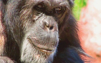 Ingénieux les bonobos ! @melanie