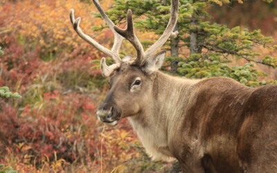 La libération du caribou