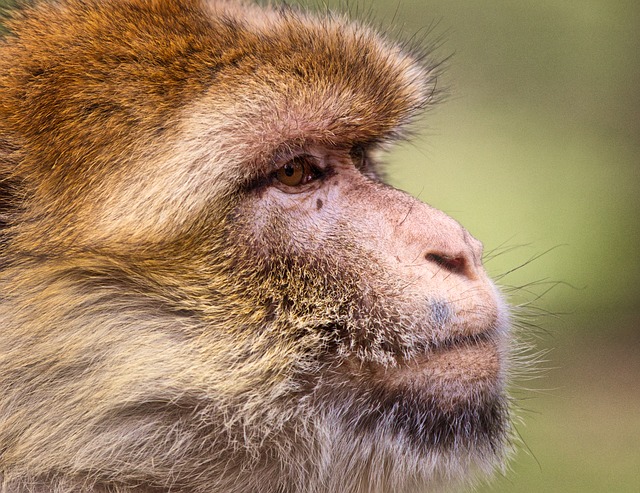 barbary-macaque-3775359_640-acfdeea1