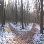 forest-path-238887__480-c7577304