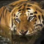 tigre du bengale-8313e756