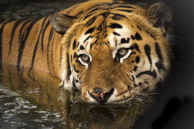 tigre du bengale-8313e756