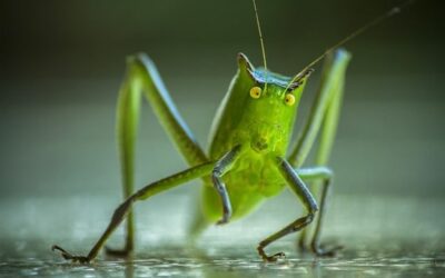 La peau d’orange de Clémentine