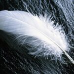 feather-ga2762dccb_640
