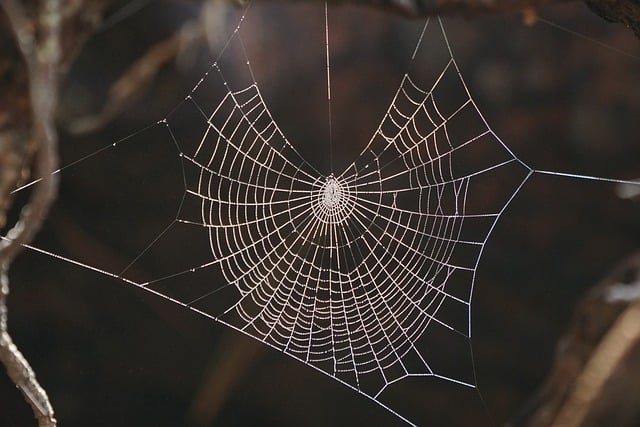 spiderweb-640