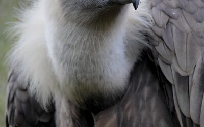 Le vautour @melanie