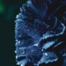 Illustration du profil de La fleur bleue