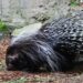 porcupine-281533_1280