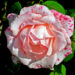 rose-4457261_640-37d3bd94