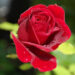 rose-402671_640-eb6068ab