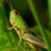grasshopper-358181_640-844c2bba