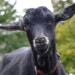 goat-2825055_640-ebcd990f