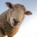 sheep-1822137_640-e0f40b98